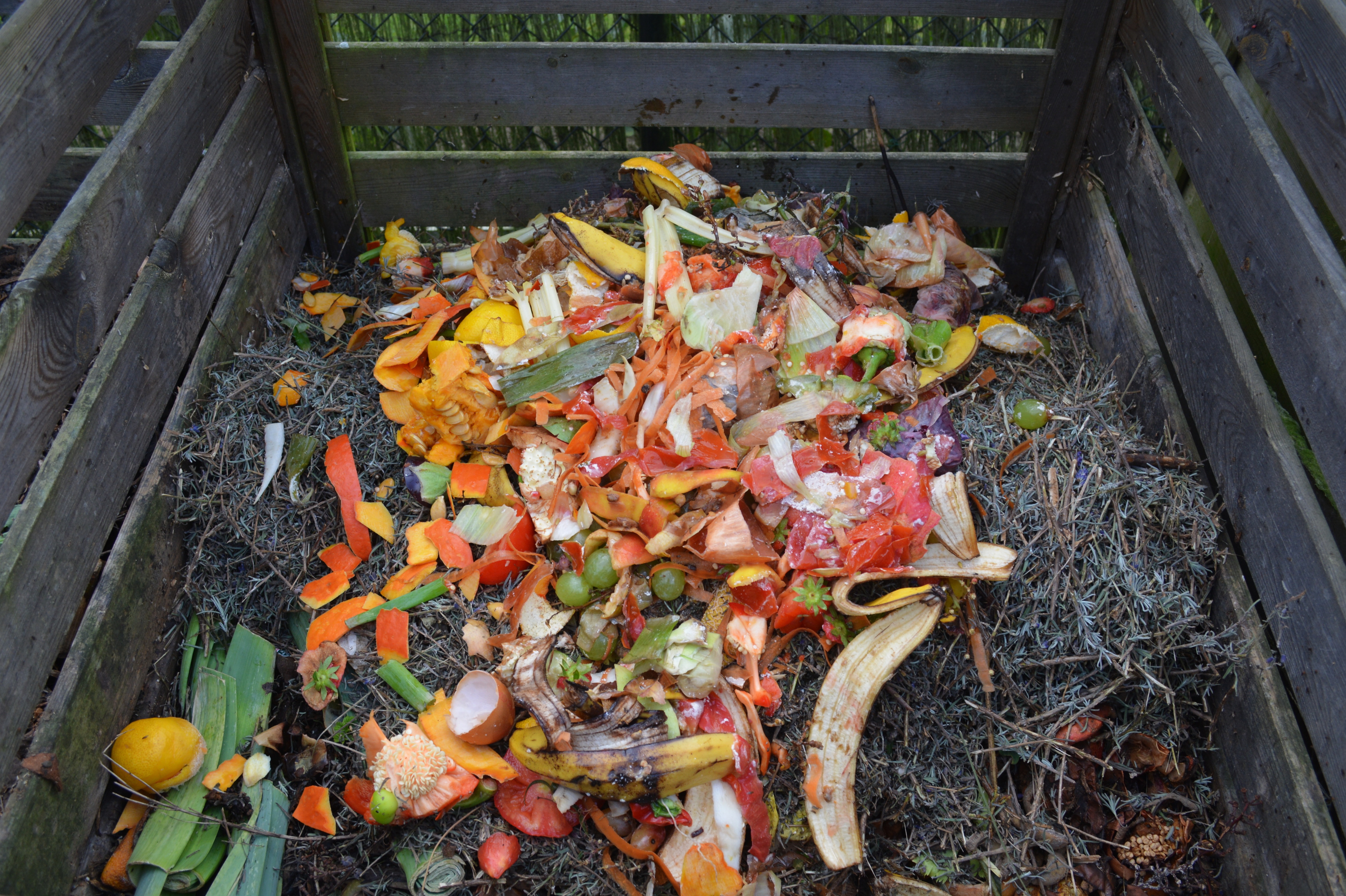 organic food waste